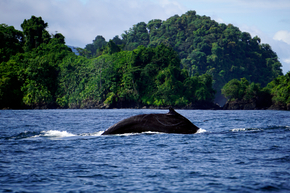 vuelos/de Medellín a Bahía Solano